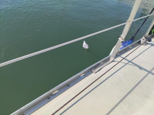 IMG 20220802 094536 CMP